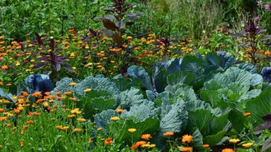 community garden