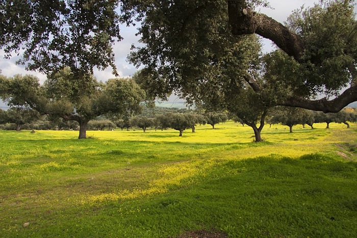 Ancient Gardens of Europe