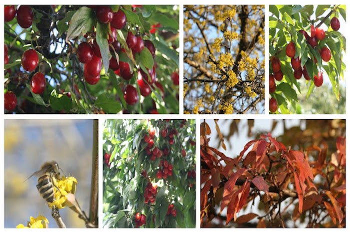 Dogwood Cornelian Cherry Shrub Tree Hardy Medicinal Cornus Officinalis 15 Seeds 
