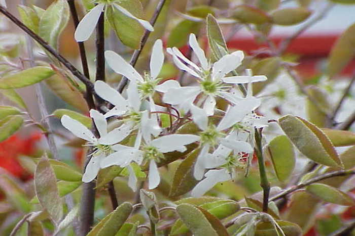 Amelanchier grandiflora