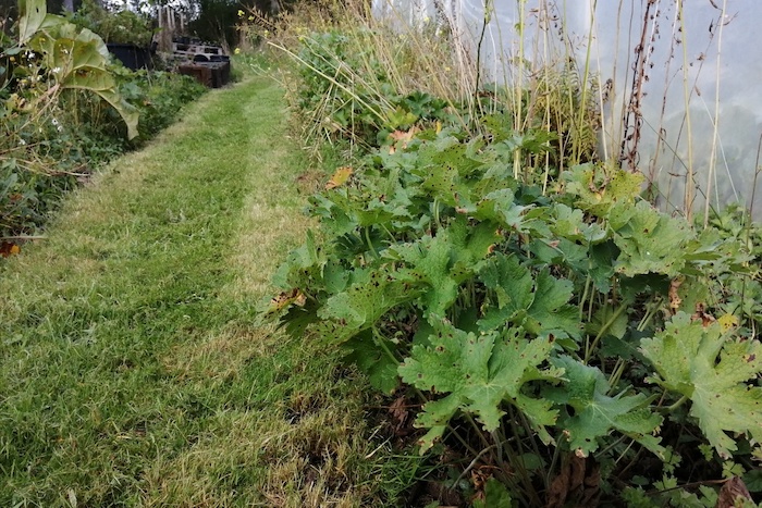 Grass path up side of polytunnel, by bushy green bed
