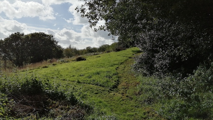 Mown grass path across rough pasture field, sun shining