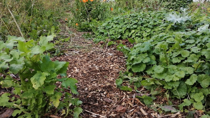 Wood chip path between two beds
