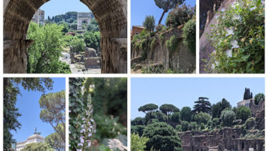 Street Trees and Plants of Rome - Italy 2022
