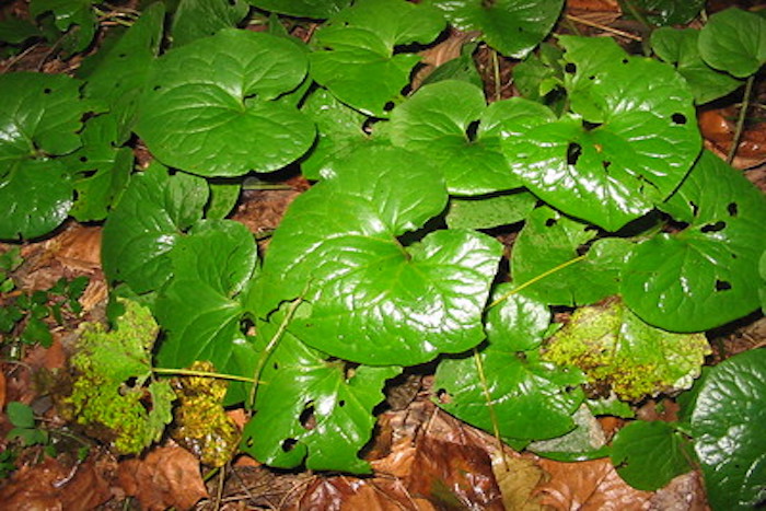 Image of Wild ginger plants under pine trees