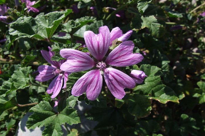 Common Mallow Close Up